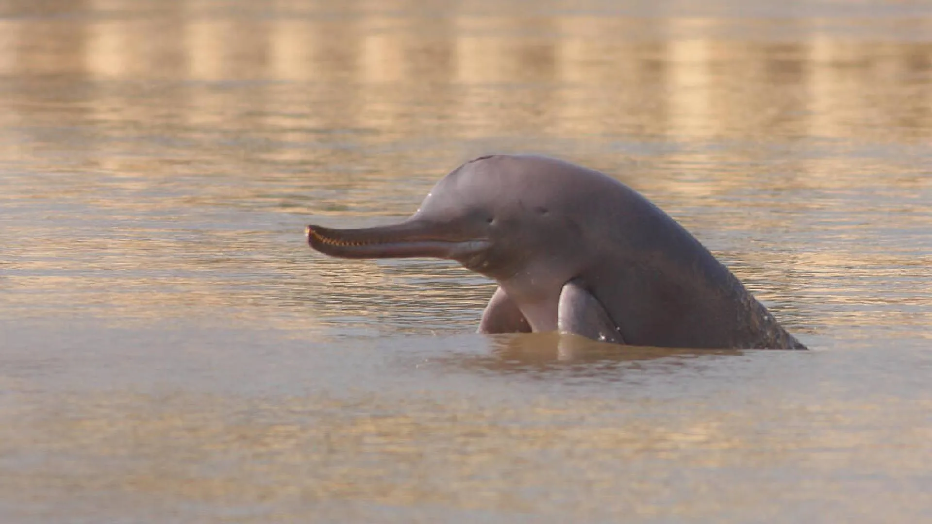 Indus River Blind Dolphin Faceing Endangerment Amid Pollution and Human Activities