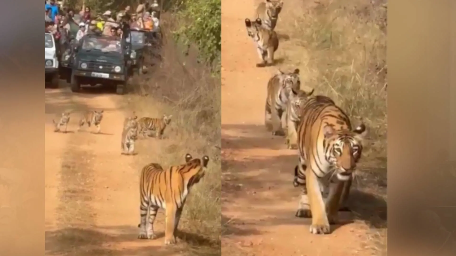 High Court Demands Action After Safari Vehicles Obstruct Tigress in Umred-Pauni-Karhandla Sanctuary