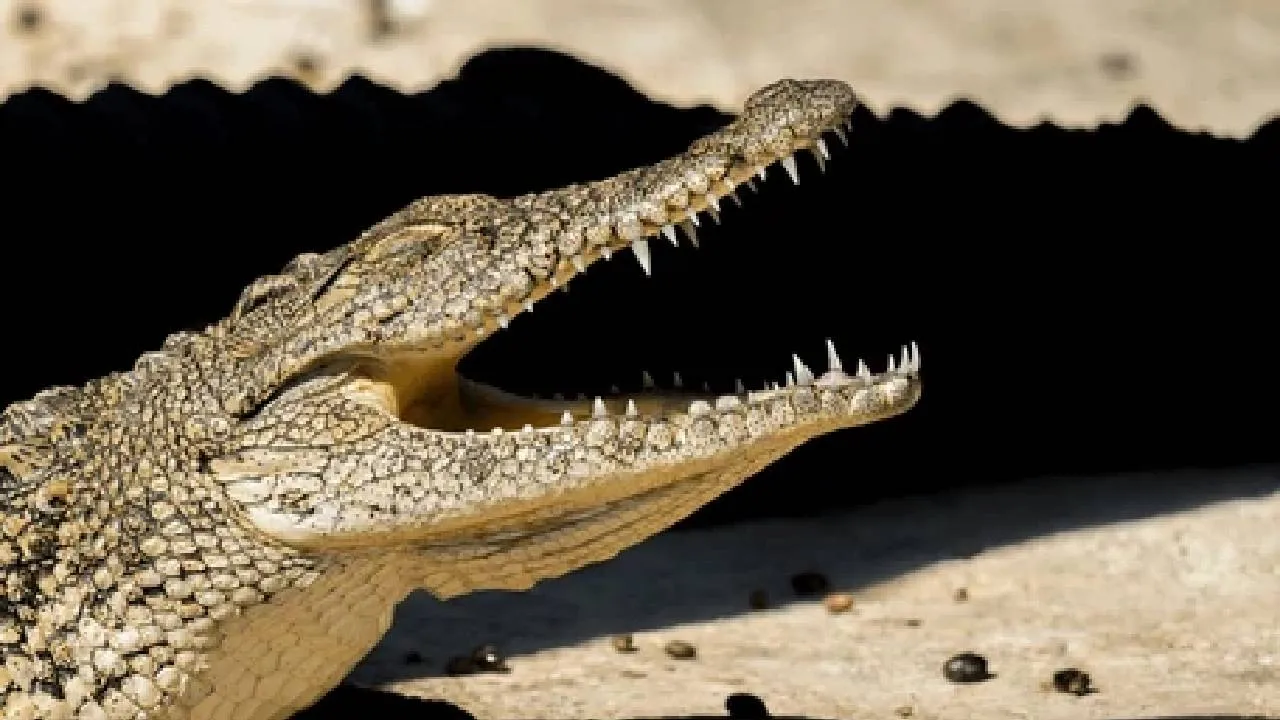 Canadian Caught at IGI Airport with Severed Crocodile Head