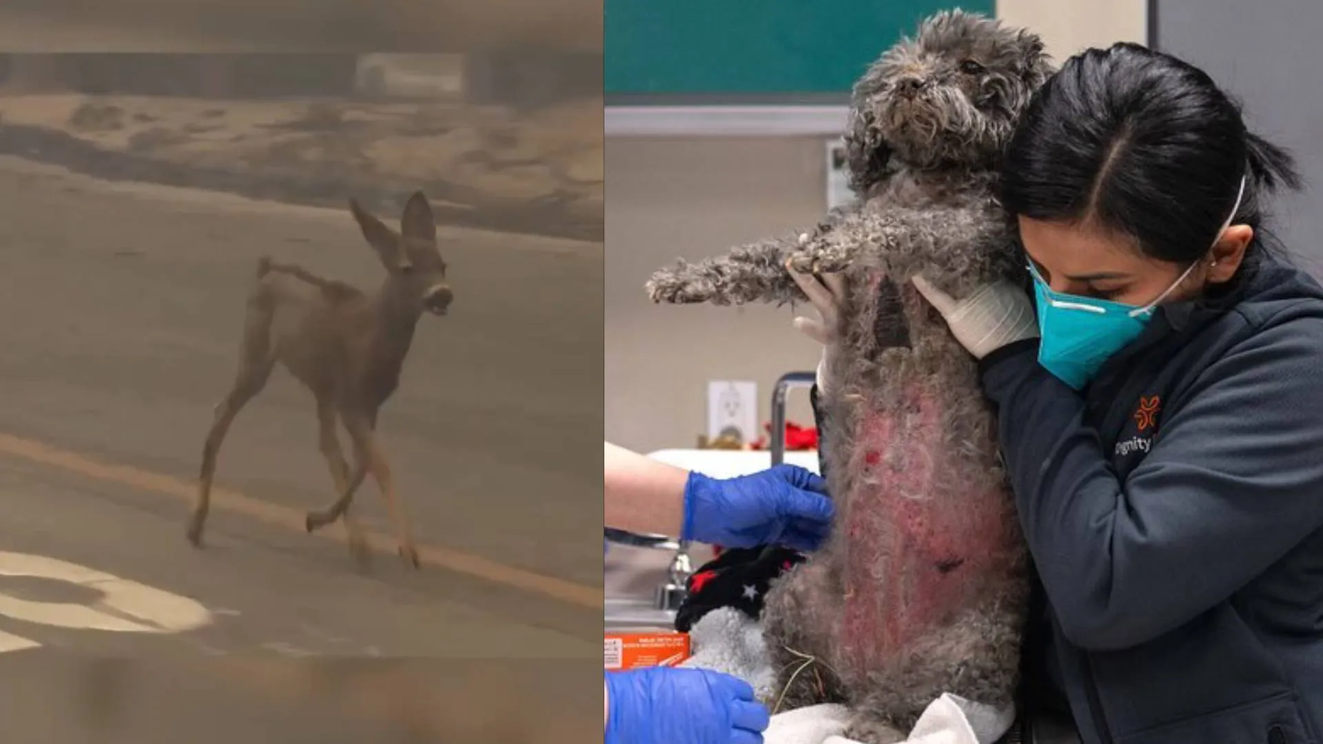 Wildlife Animals Struggle Amid Southern California Wildfires