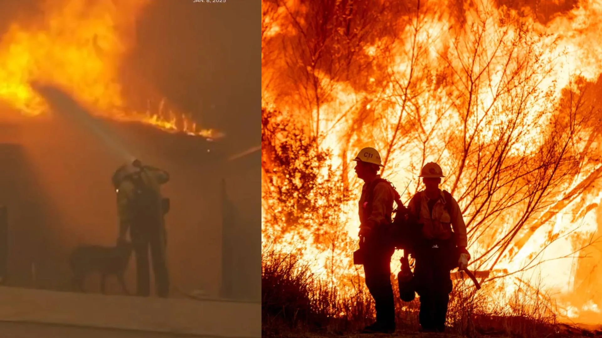 Watch | Lost Dog Max Saved from LA Wildfires, Returns Home