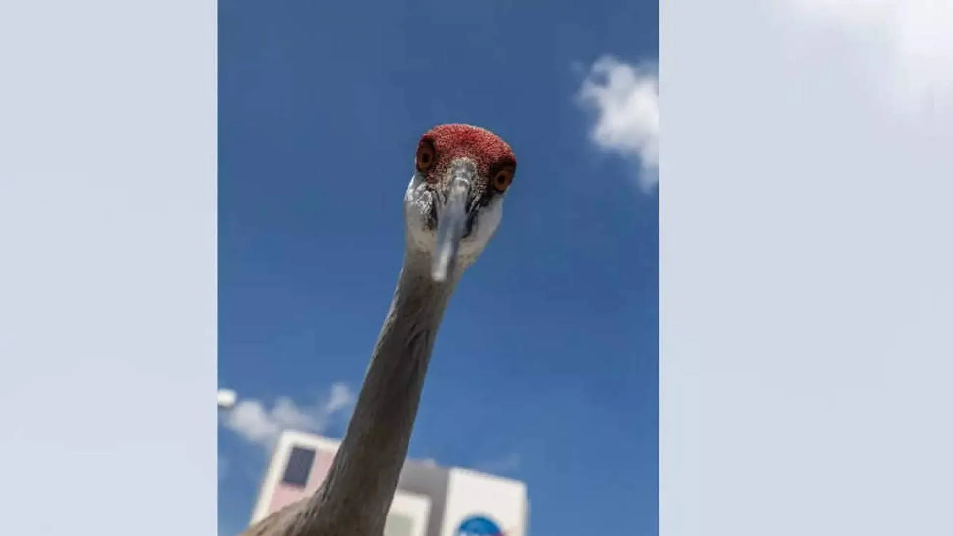 NASA Shared Stunning Image of Sandhill Crane