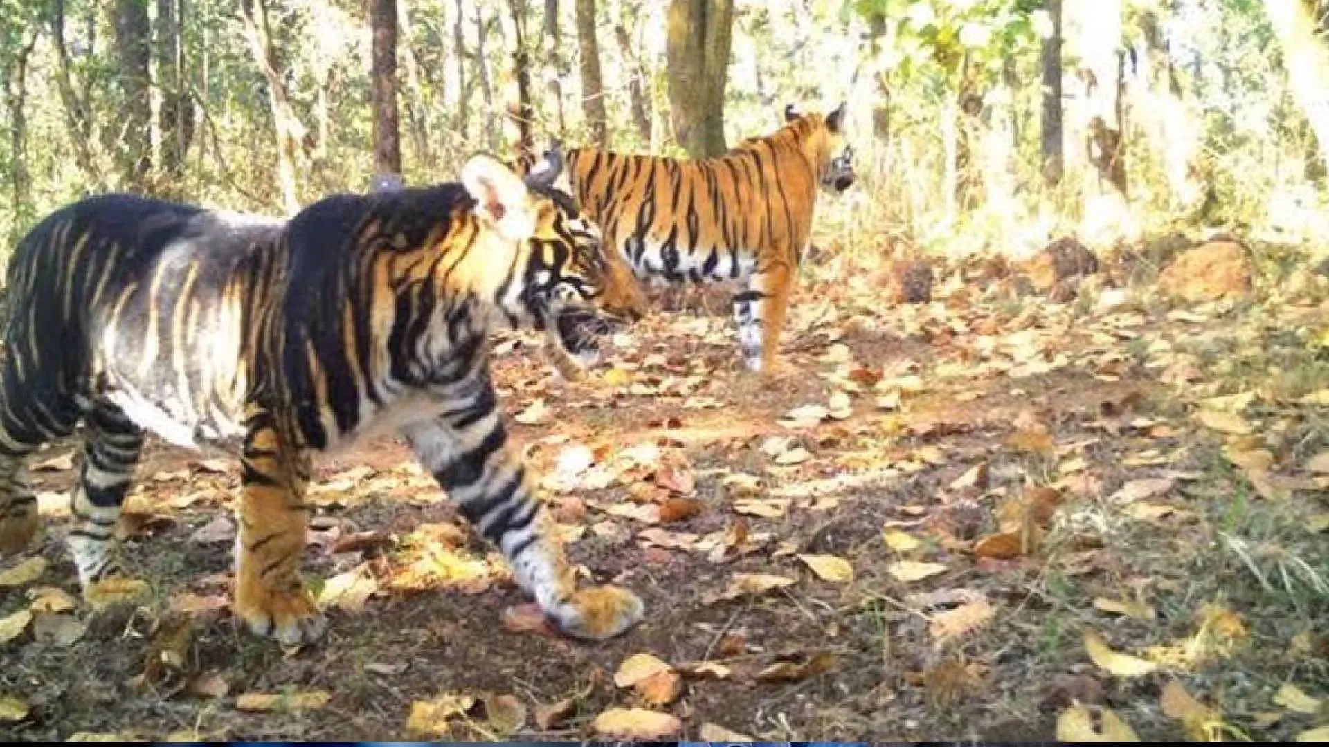Rare Melanistic Tiger Shot and Killed in Similipal Reserve, Only 20 Left in the Habitat