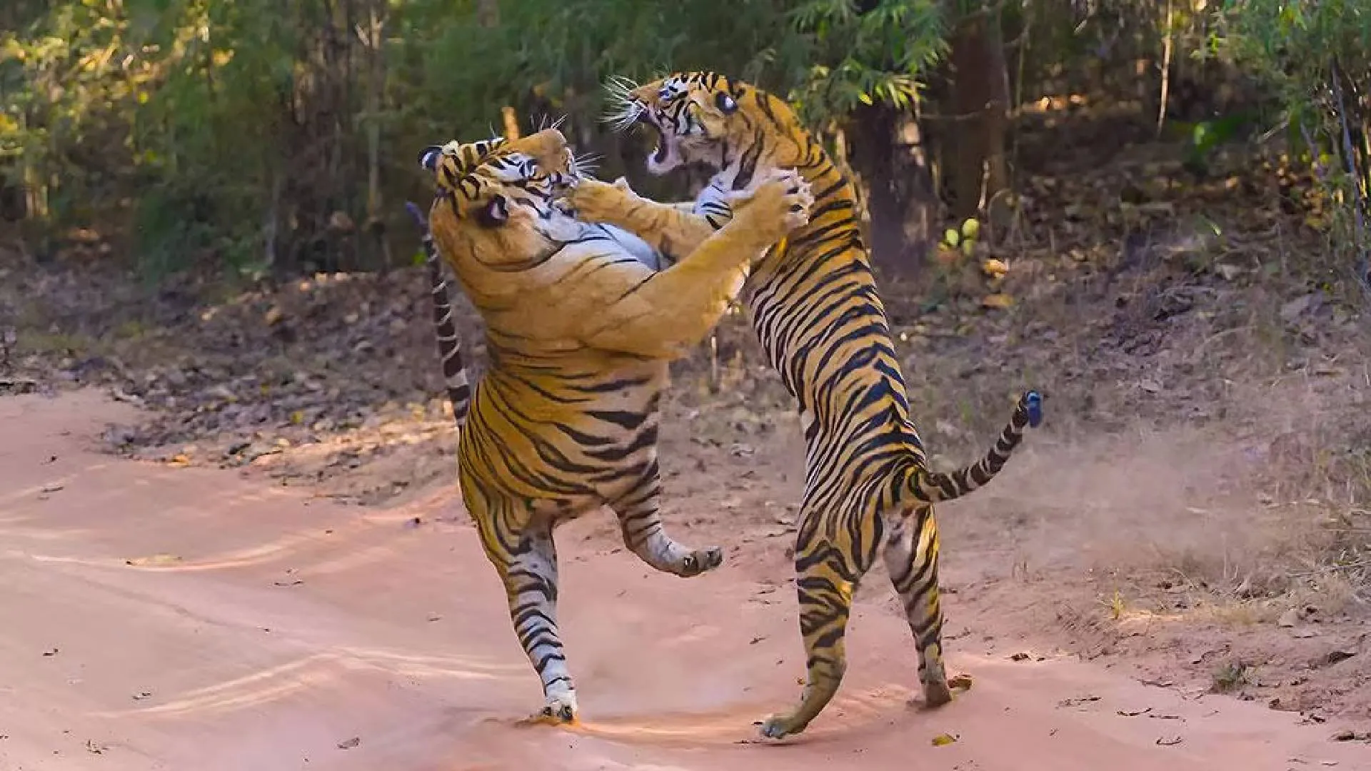 Tiger Conservation: Village Relocation Faces Roadblocks in India’s Reserves