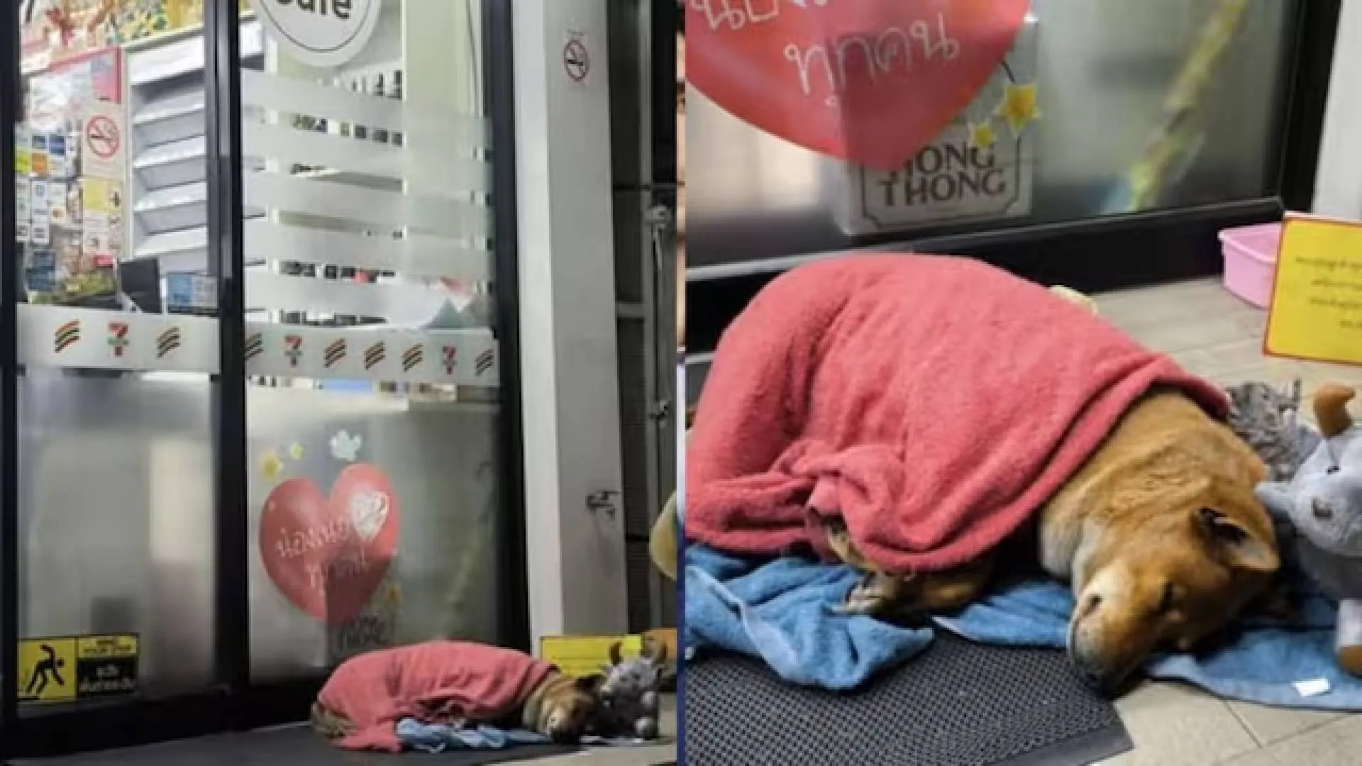Moo Daeng, the Viral Grieving Dog, Adopted by Thai Princess