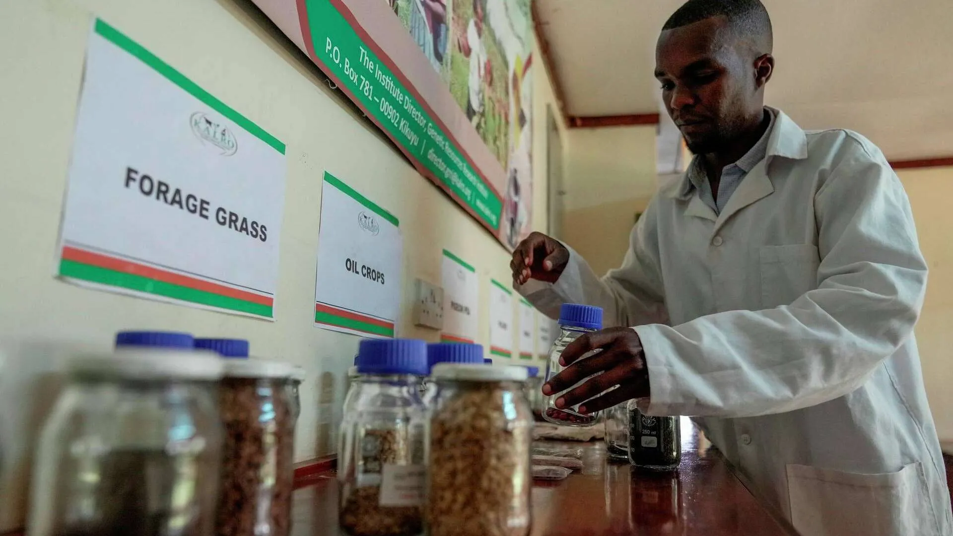 Kenya Grapples with Climate Change and Fake Seed Crisis, Who Holds the Right to Share Seeds?