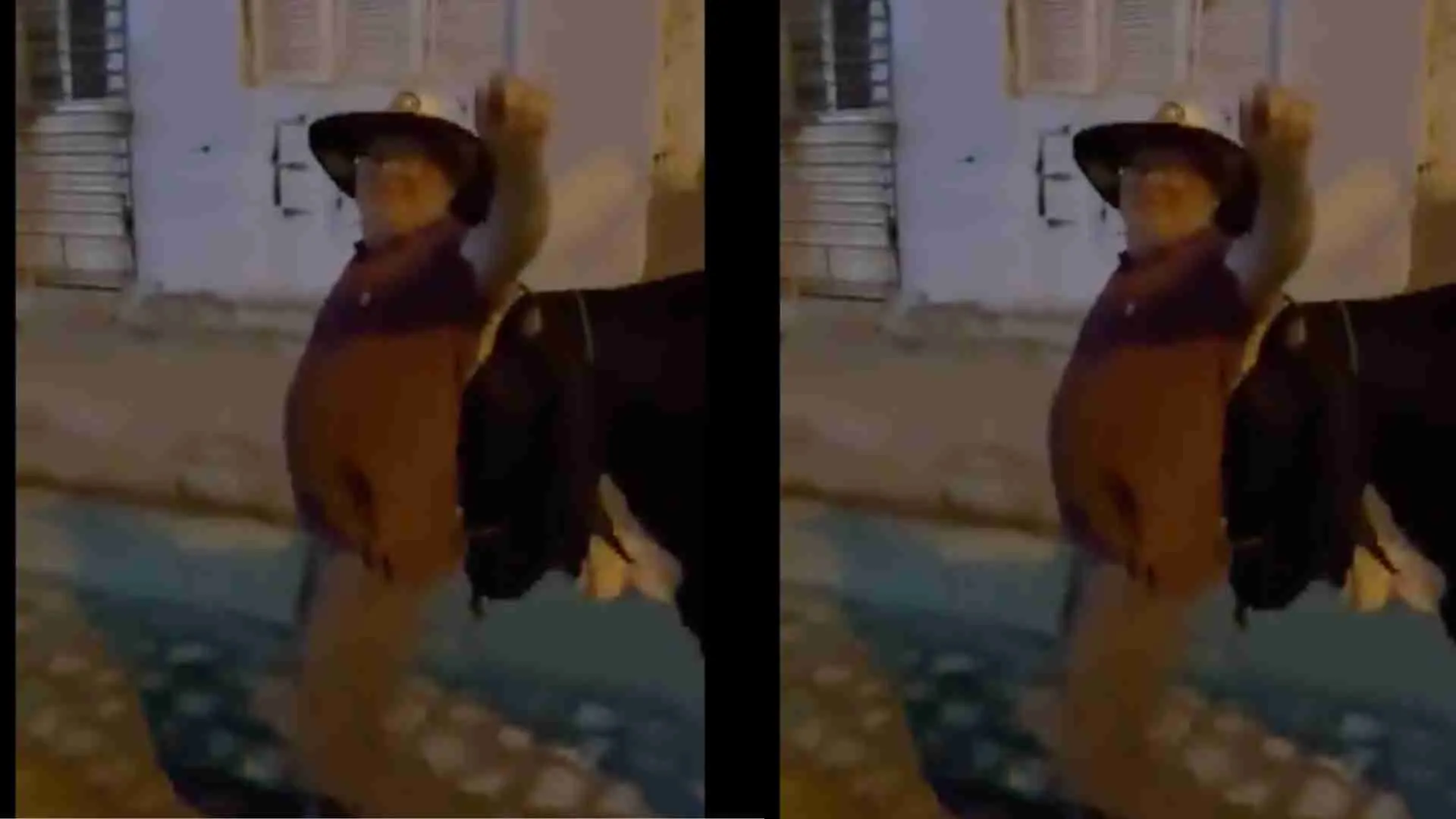 No GPS Needed: Brazilian Bull Guides Drunk Owner Home | WATCH