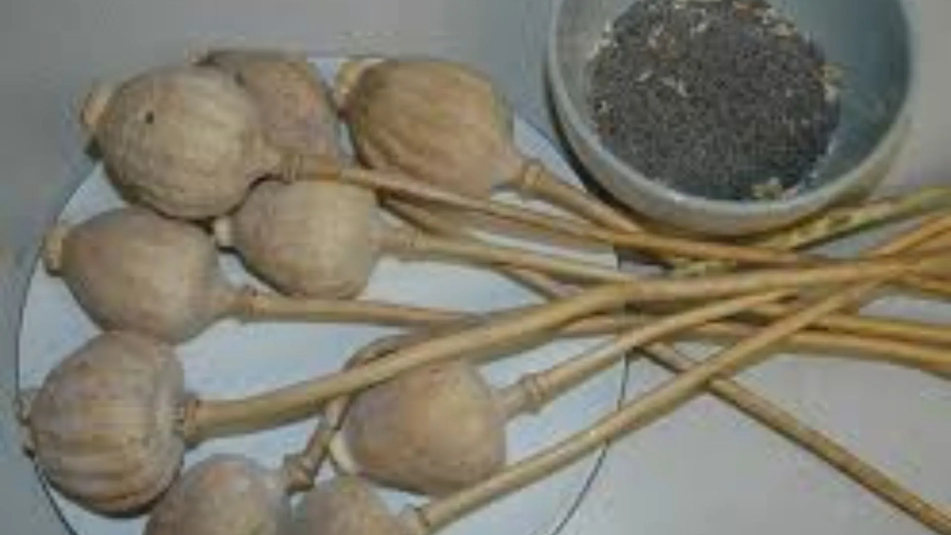Chinese Boy Turns in Father for Storing Poppy Husks After Being Scolded for Skipping Homework