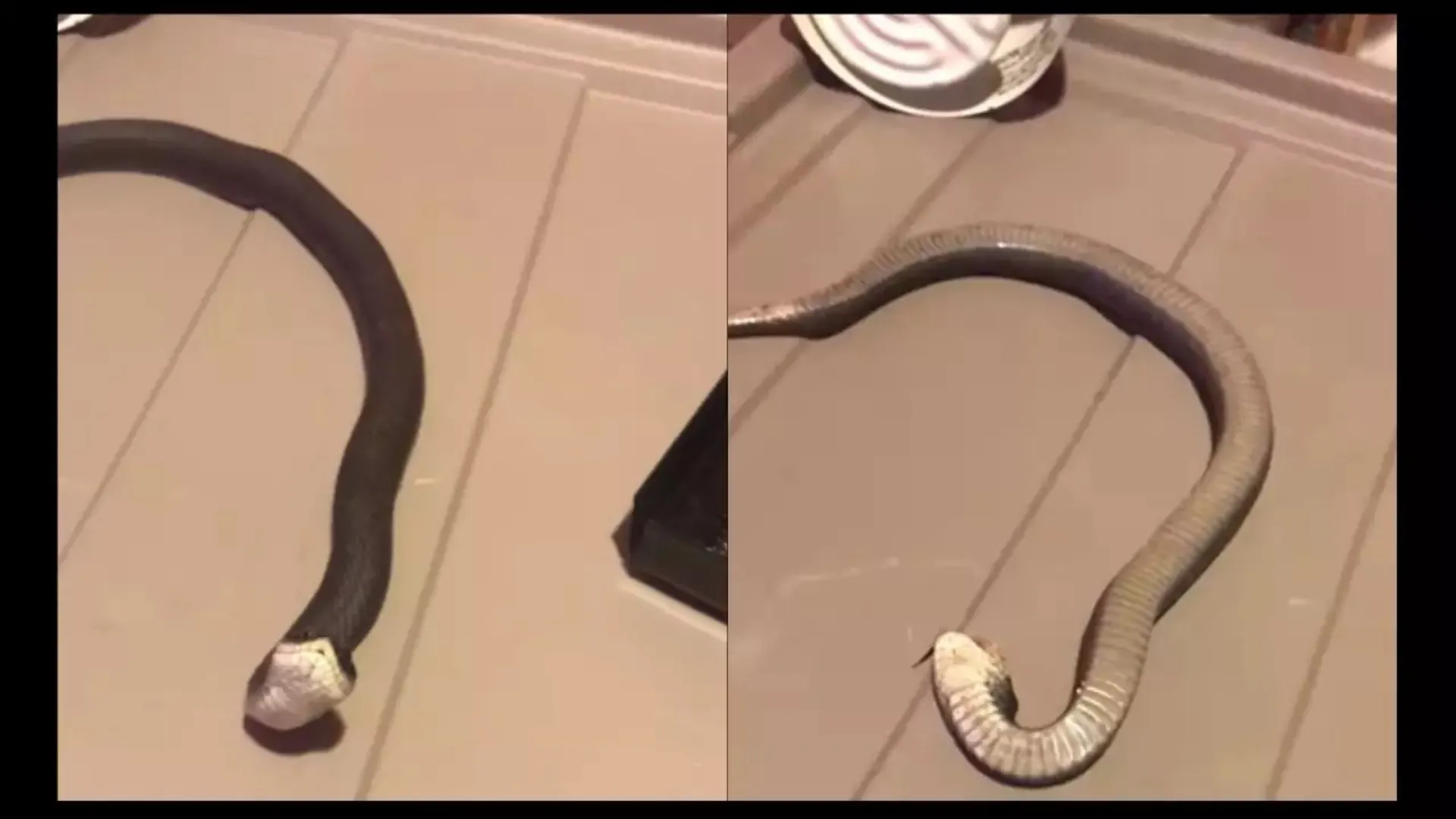 Snake ‘Plays Dead’ in Adorable Viral Video | WATCH