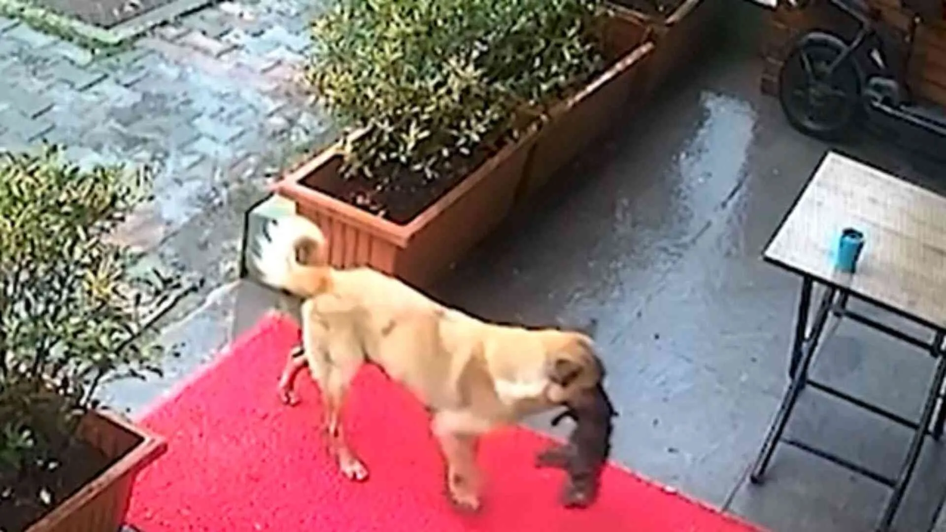 Stray Dog Brings Sick Puppy to Clinic, Vets Bring it Back to Life | WATCH