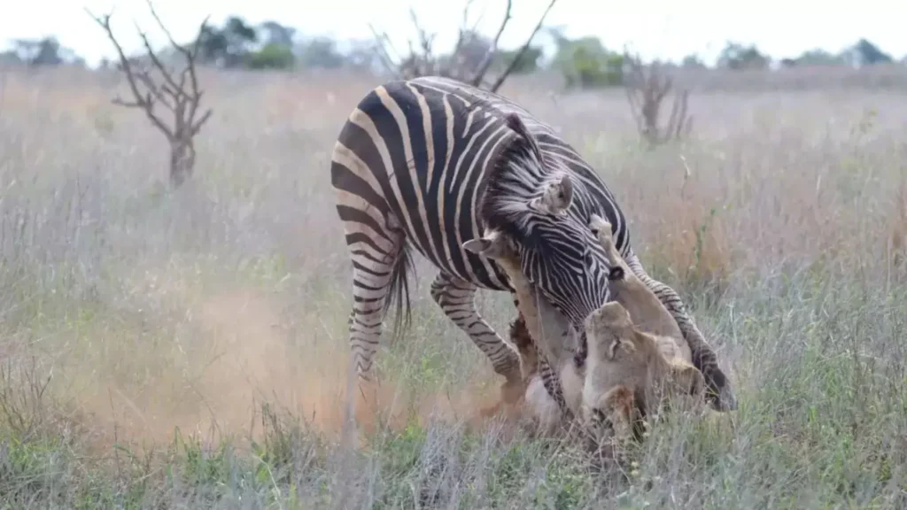 Stunning Photos Capture Zebra Standing Over Lion Stunning Photos Capture Zebra Standing Over Lion