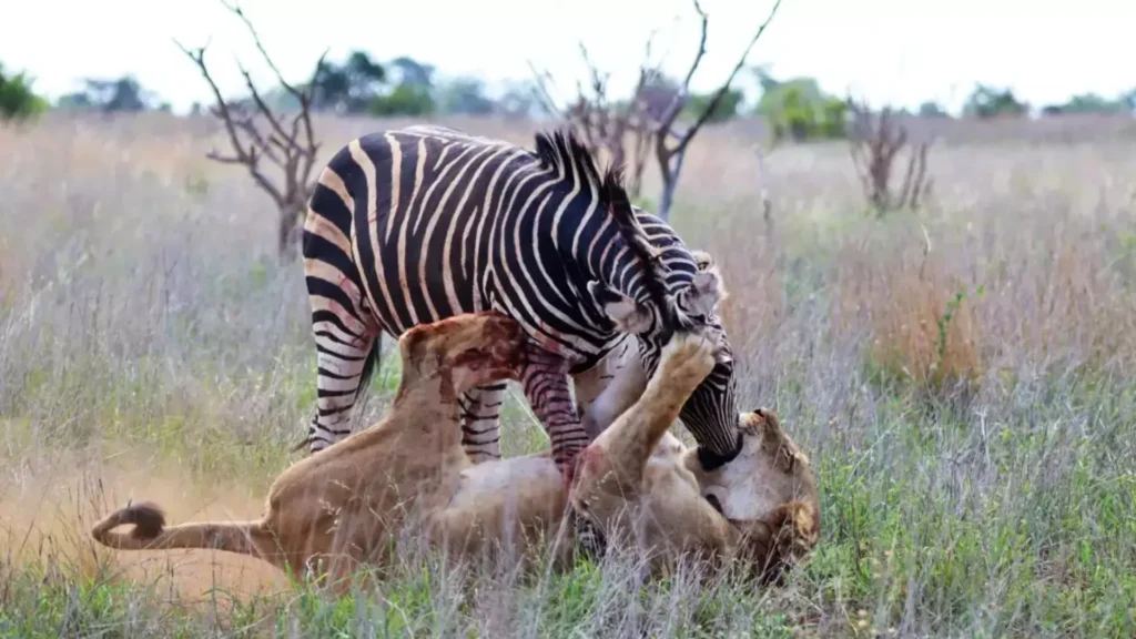 Stunning Photos Capture Zebra Standing Over Lion Stunning Photos Capture Zebra Standing Over Lion
