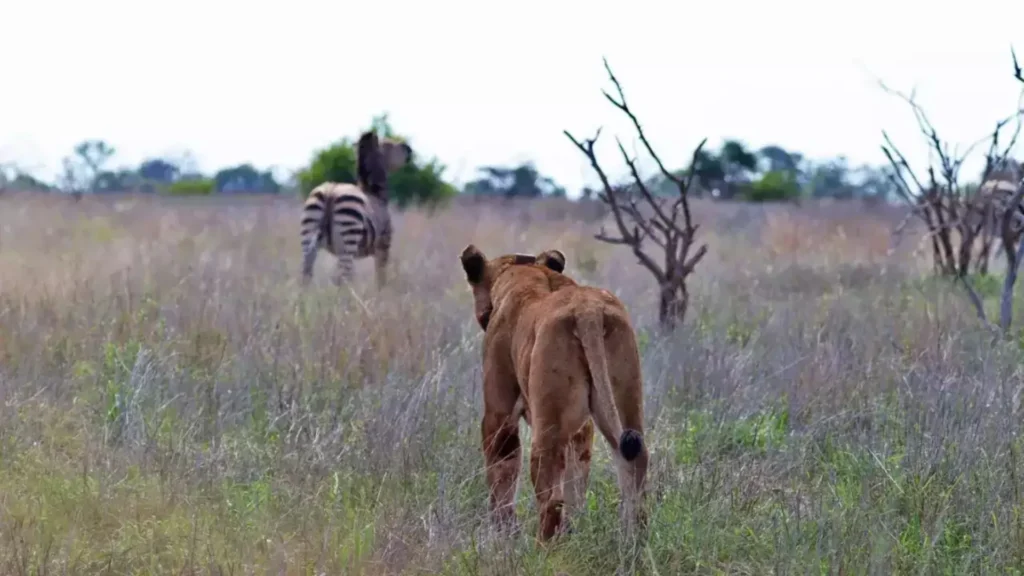 Stunning Photos Capture Zebra Standing Over Lion Stunning Photos Capture Zebra Standing Over Lion