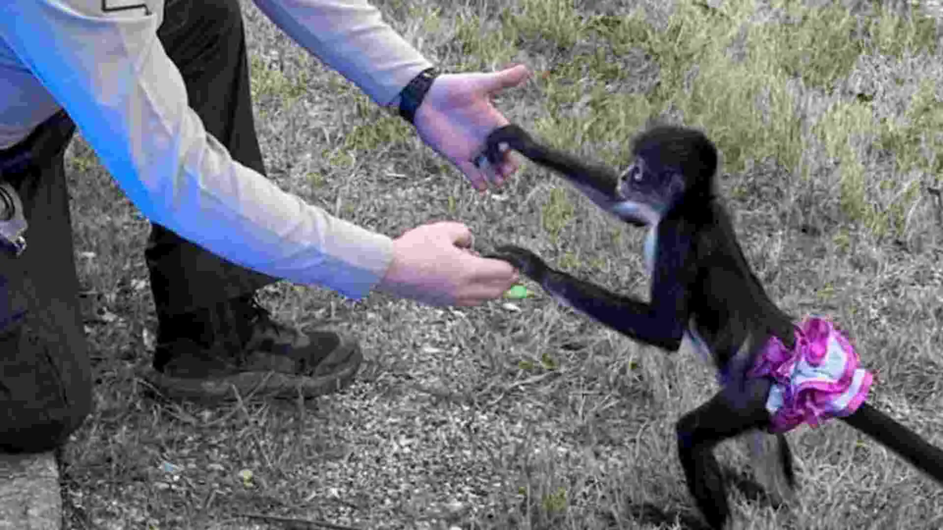 Sheriff’s Office “Bananas” Over Escaped Monkey Dressed in a Tutu