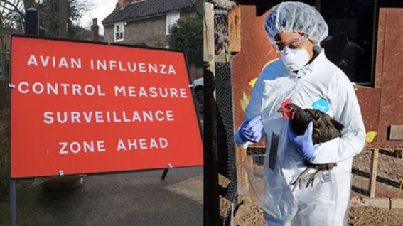 UK Poultry Farmers Demand Bird Flu Vaccination as Virus Spreads