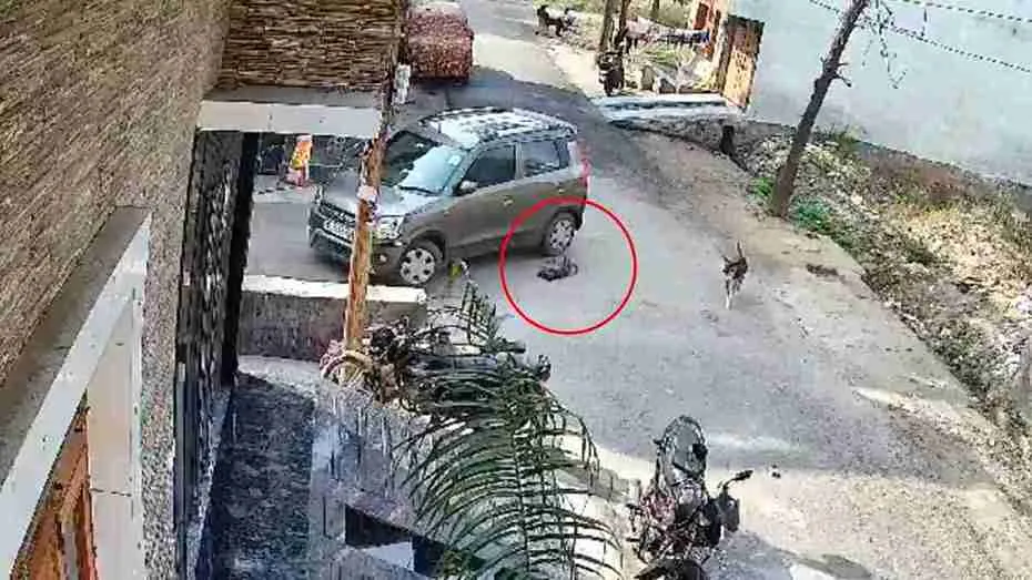 UP Policeman Car Crushes Puppy Under Wheels Four Times In Bulandshahr | WATCH