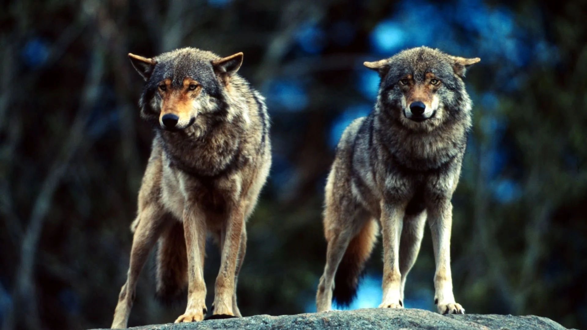 Sweden’s Wolf Cull Sparks Debate: Is It Protection Or A Dangerous Path?