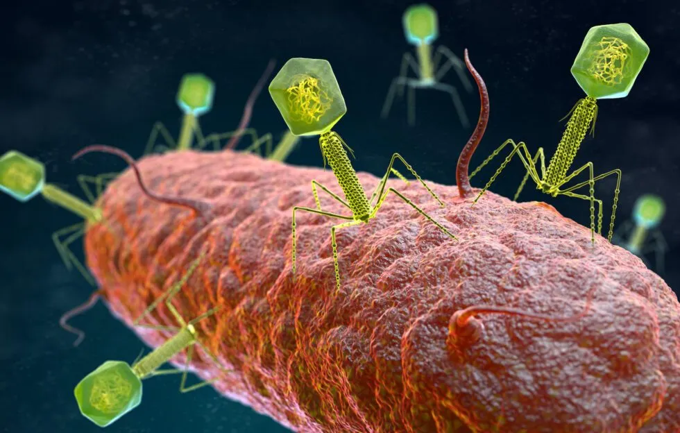 Fighting Superbugs: How Bacteriophages Could Be Our Last Line of Defense