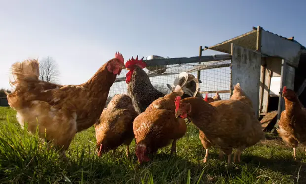 Rare Human Case of Bird Flu Detected in England as Virus Spreads Among Birds