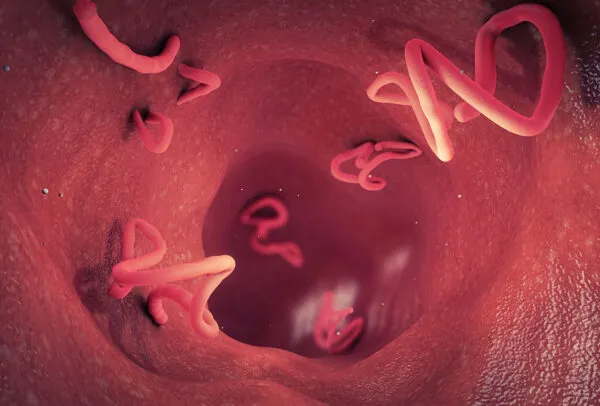 Revolutionary Combo Pill Offers Hope for Fighting Intestinal Worms