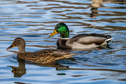 Ducks, Drones, and Detection: The Future of HPAI Surveillance