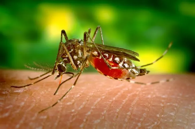 Genetically Engineered Male Mosquitoes to Combat Deadly Diseases