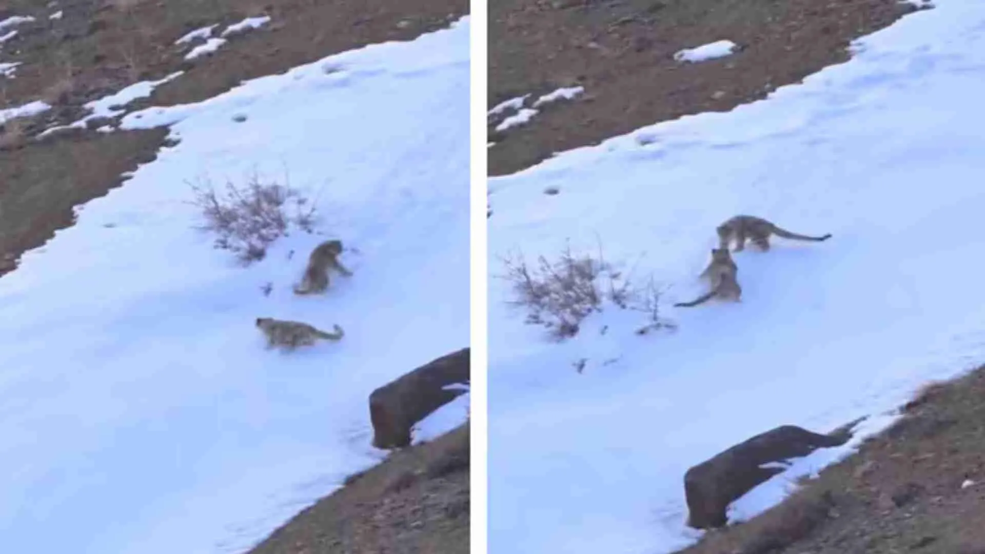 ‘Ghosts Of The Mountains’: The Rare Snow Leopard Seen Frolicking In Snow-Covered Zanskar Valley | WATCH