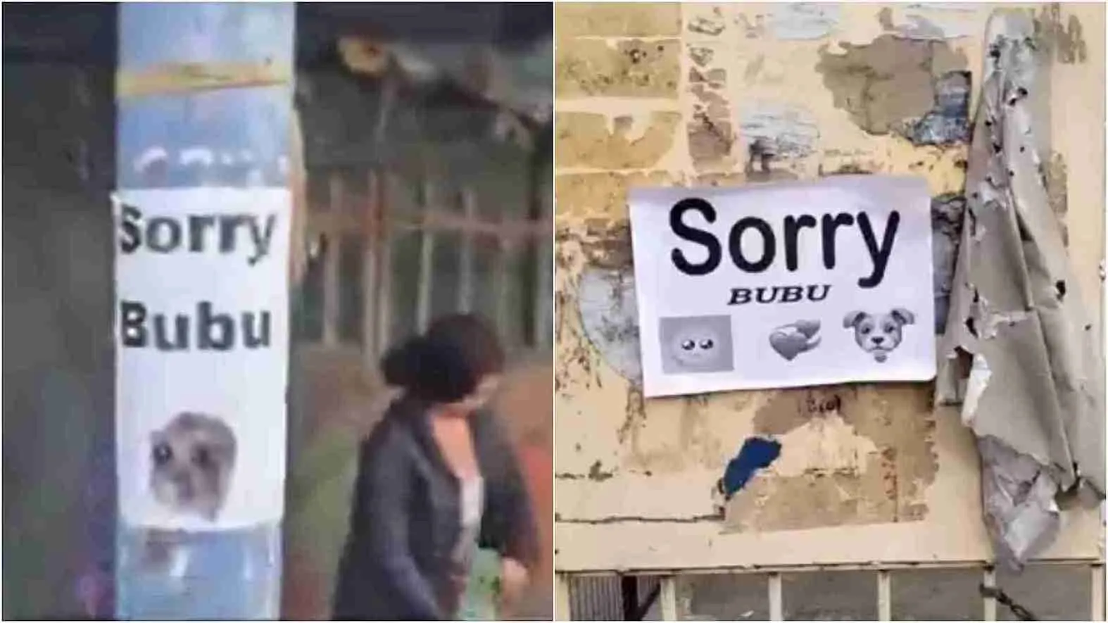 ‘Sorry Bubu’ Posters Appear On Walls And Pillars At Public Places From Noida To Meerut | WATCH