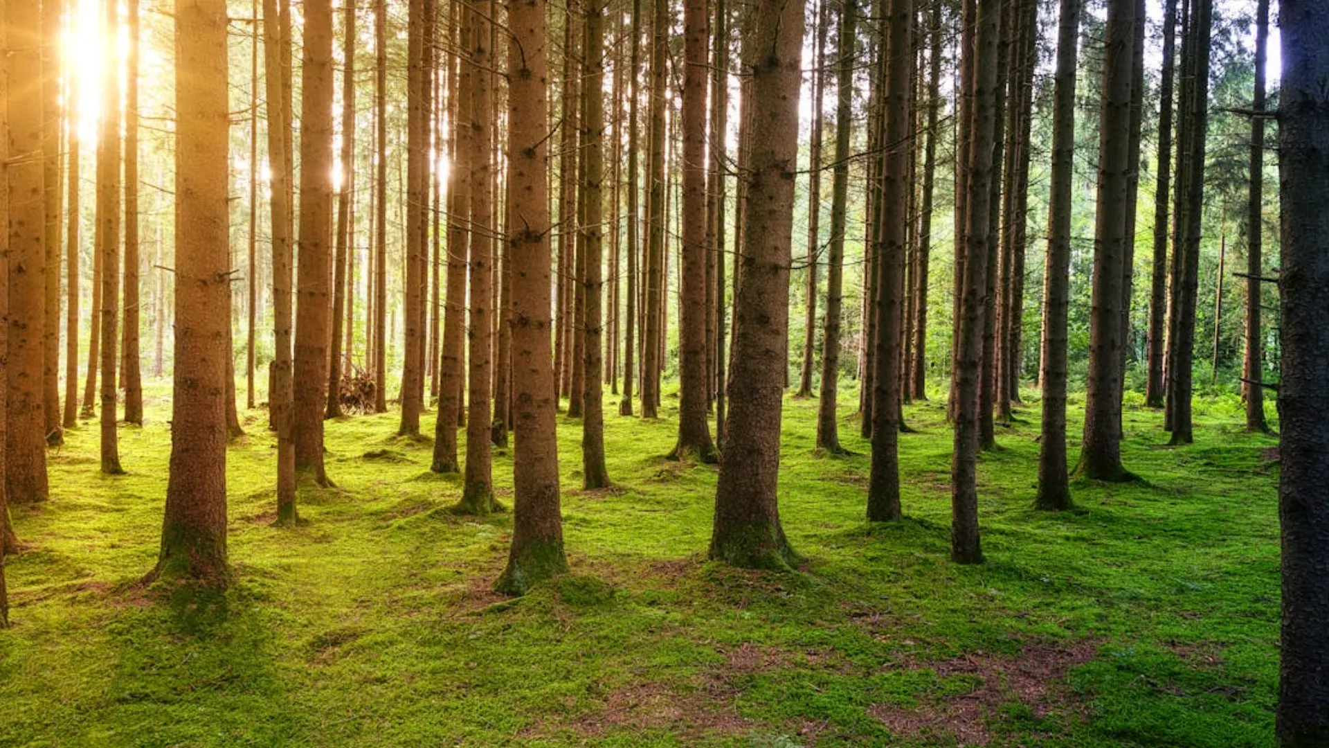 Afforestation Funds Spent to buy IPhones, Laptops, Finds CAG