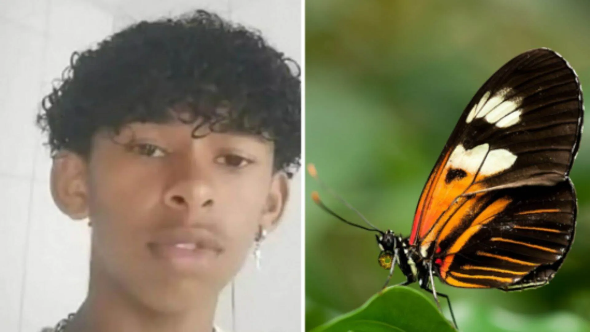 Brazilian Teen Dies After Injecting Butterfly into Veins