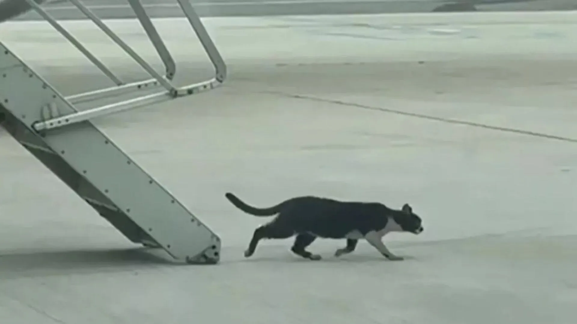 Meow Causes Chaos: Cat Holds Ryanair Flight Hostage for Two Days