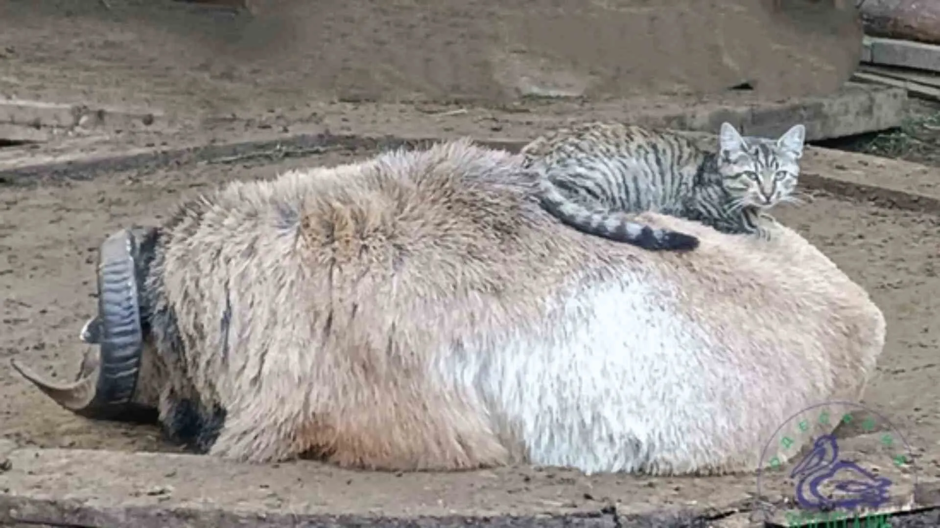 Cat and Sheep Win ‘Couple of the Year’ at Ukraine Zoo