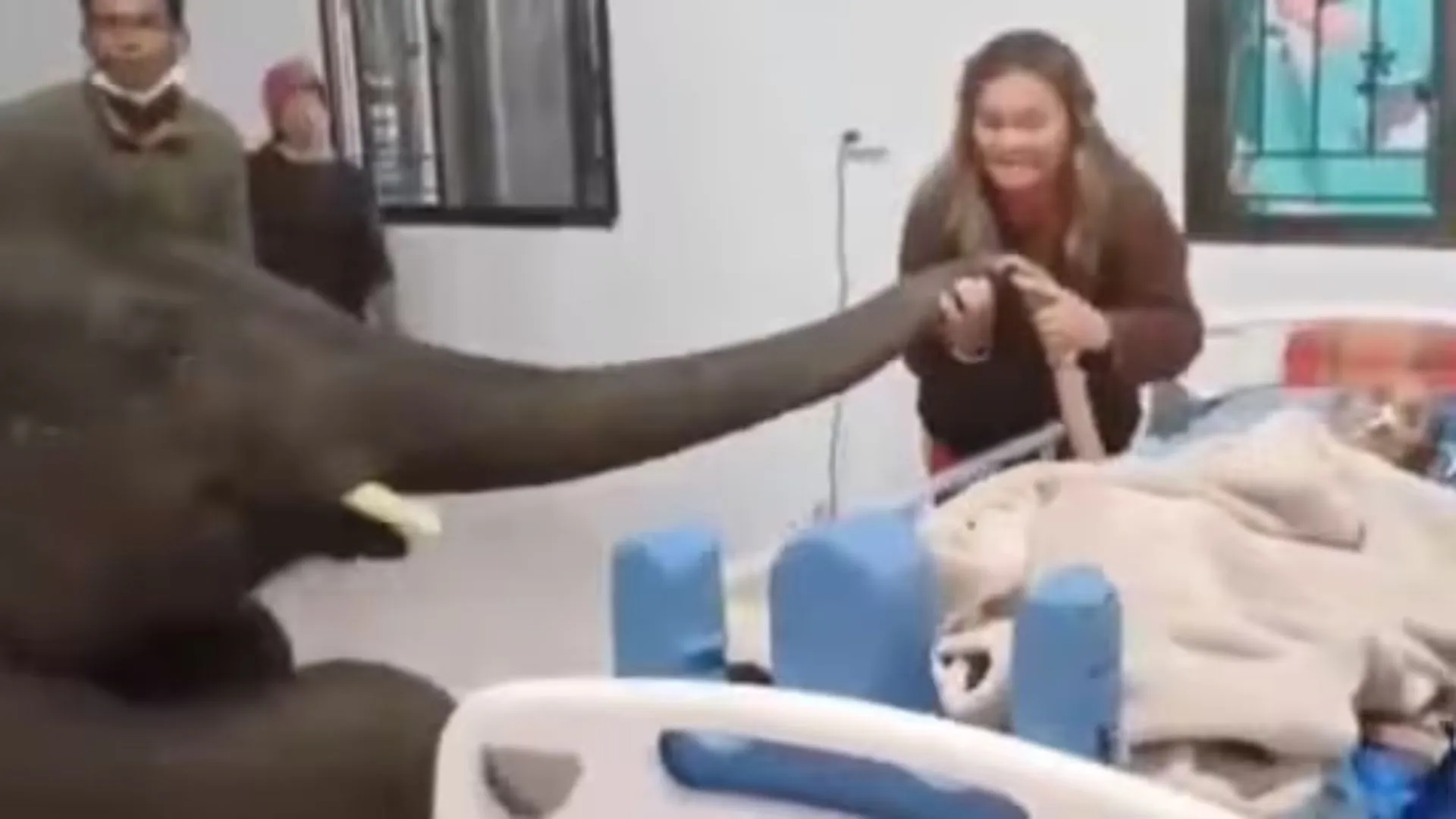 Elephant Visits Hospital for Heartfelt Goodbye to its Ailing Caretaker | WATCH