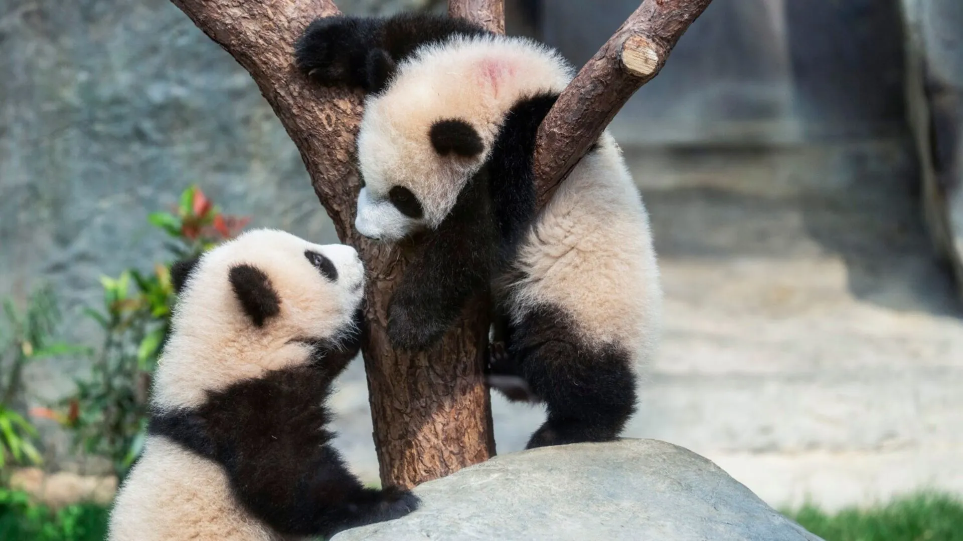 Hong Kong Holds Public Contest to Name Giant Panda Twins
