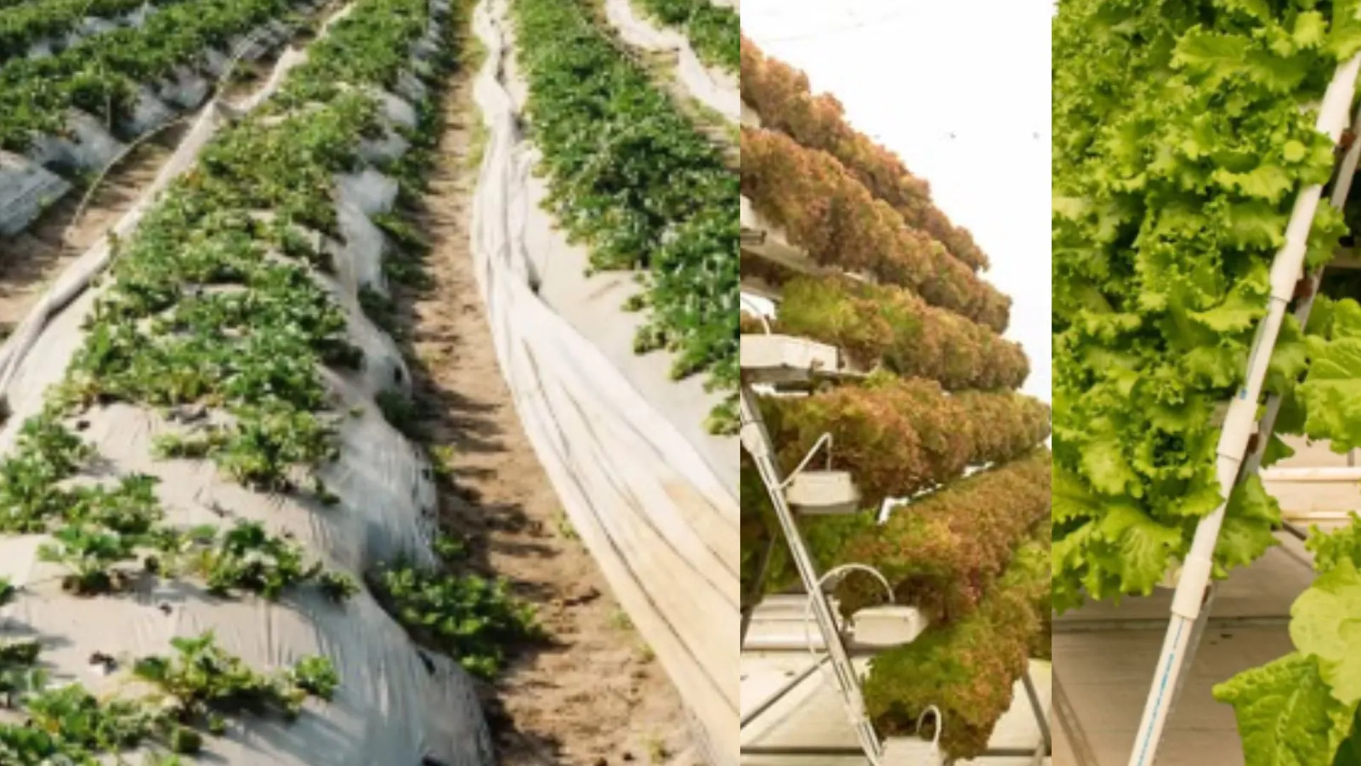 Is Hydroponic Gardening a Soil-Free Way to Grow Indoors Plants?
