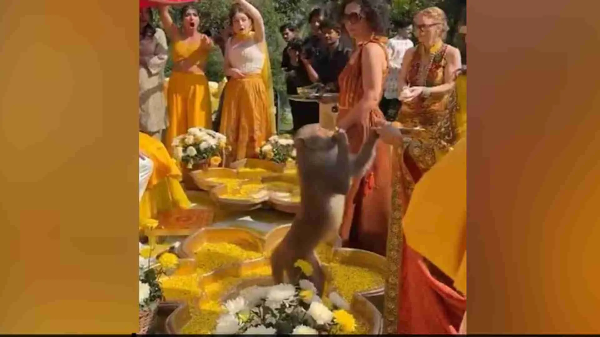 Monkey Crashes Haldi Party, Snatches Food From Guest | WATCH