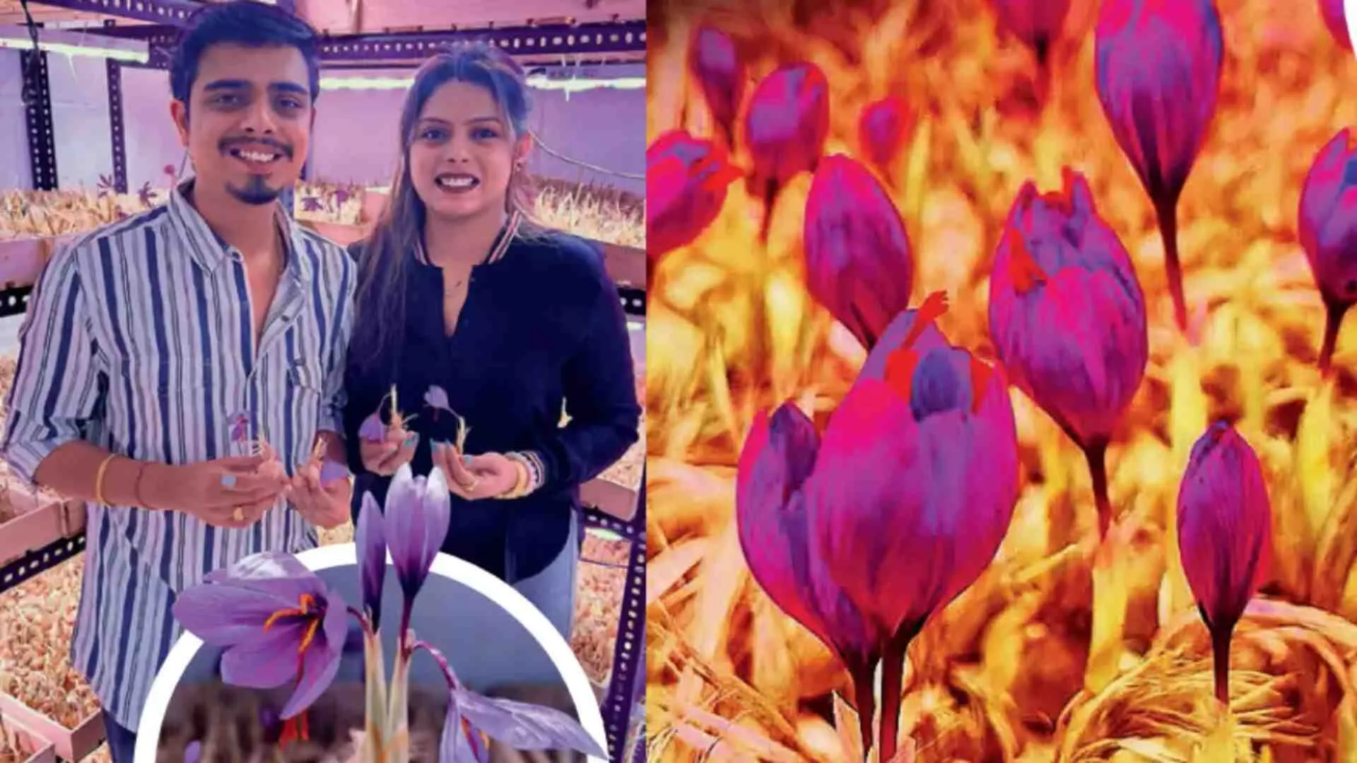 Nagpur Couple Builds Rs 50 Lakh Saffron Empire Without Soil or Water