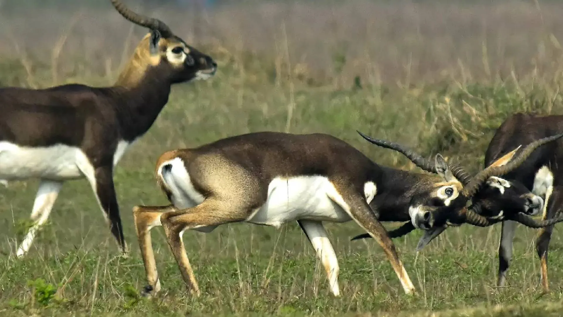 Blackbuck Conservation Crisis: 9 Deaths in 2 Months Raise Alarm in Odisha