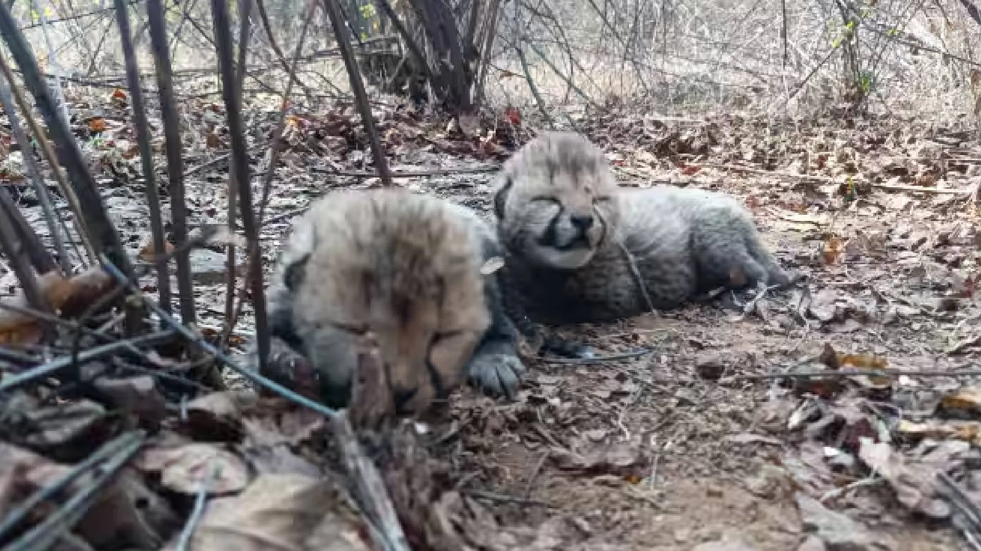 Kuno National Park Celebrates New Additions as Cheetah Veera Gives Birth to Two Cubs