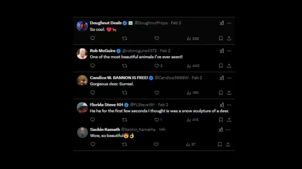 Reactions on Albino Deer's Video Reactions on Albino Deer's Video