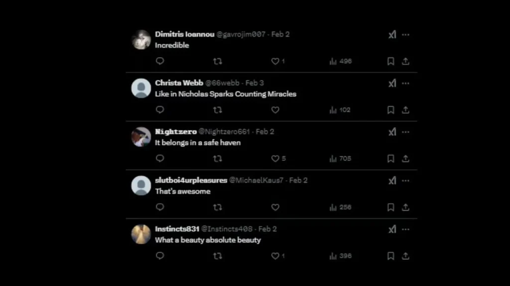 Reactions on Albino Deer's Video Reactions on Albino Deer's Video