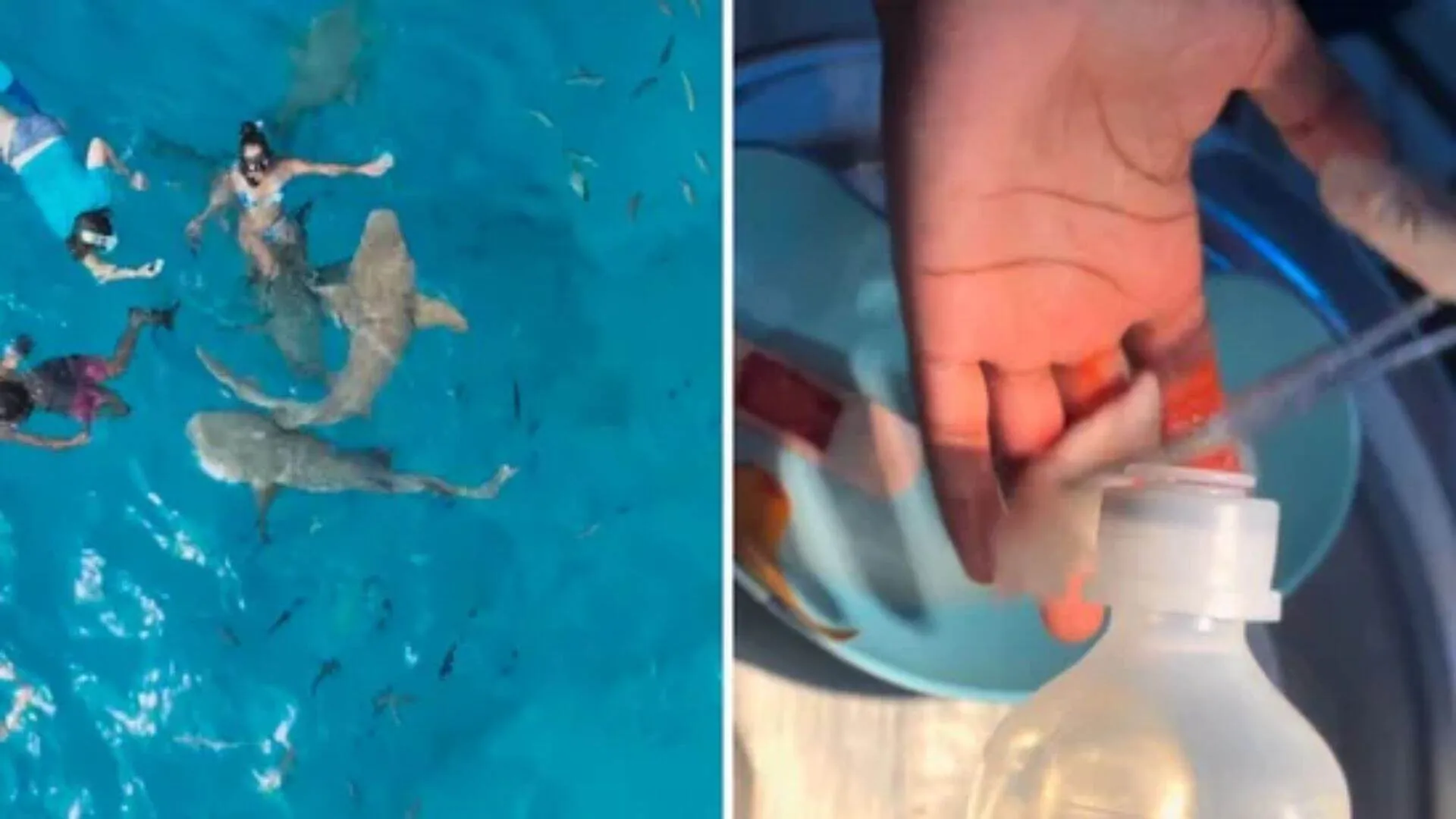 Woman’s Dream Swim in Maldives Turns into Nightmare After Shark Bites | WATCH