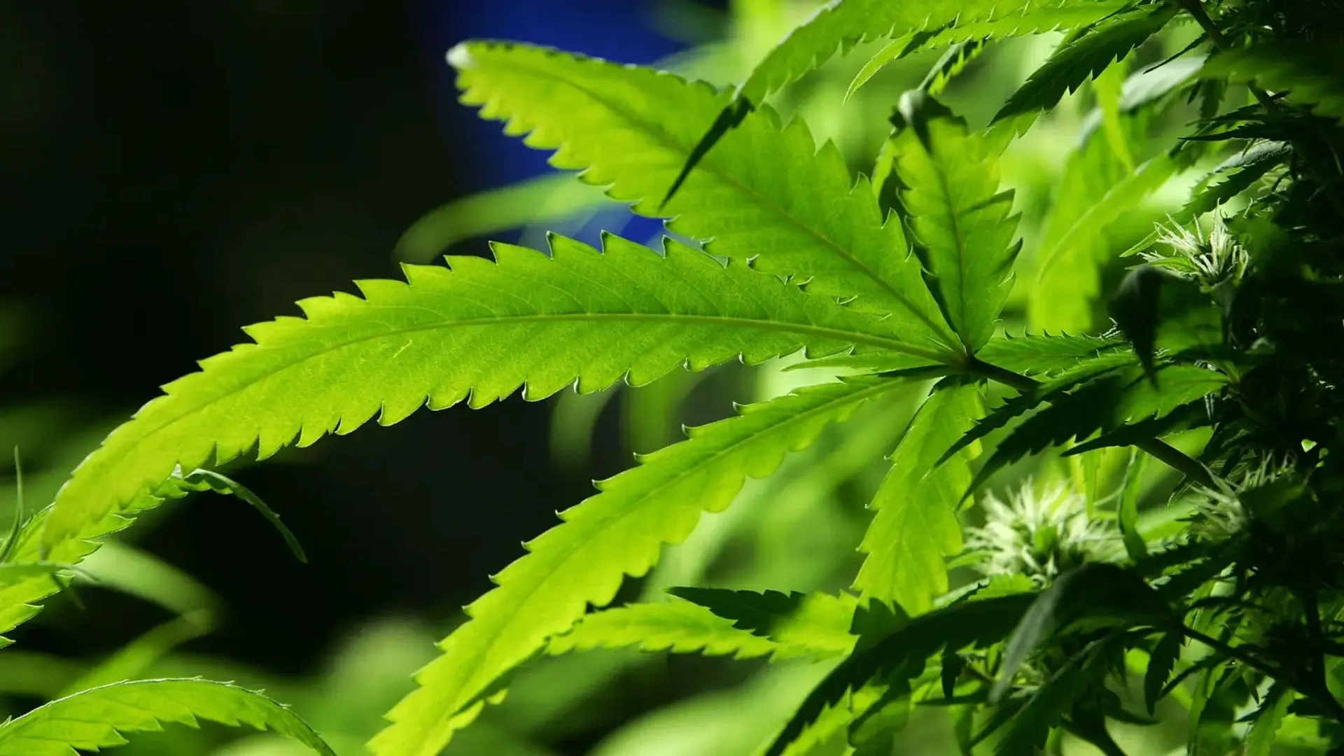 Switzerland Explores Legalizing Recreational Cannabis Use