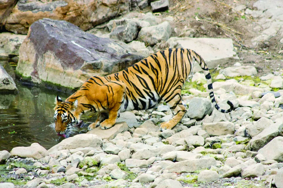 Ranthambore Diary: 9 Days 9 Cubs