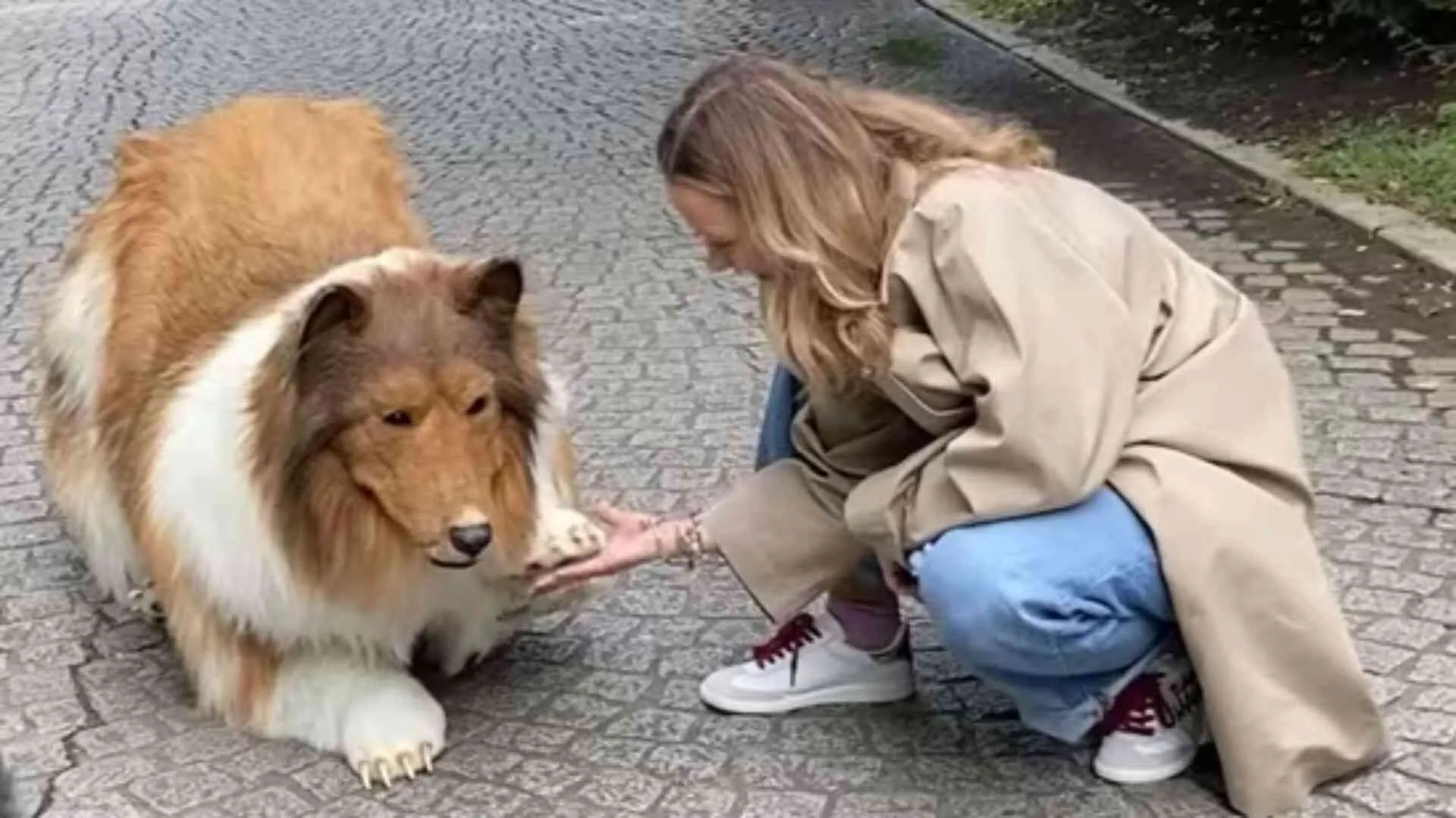 Toco the Human Collie Opens ‘Zoo’ Where People Can Transform Into Animals