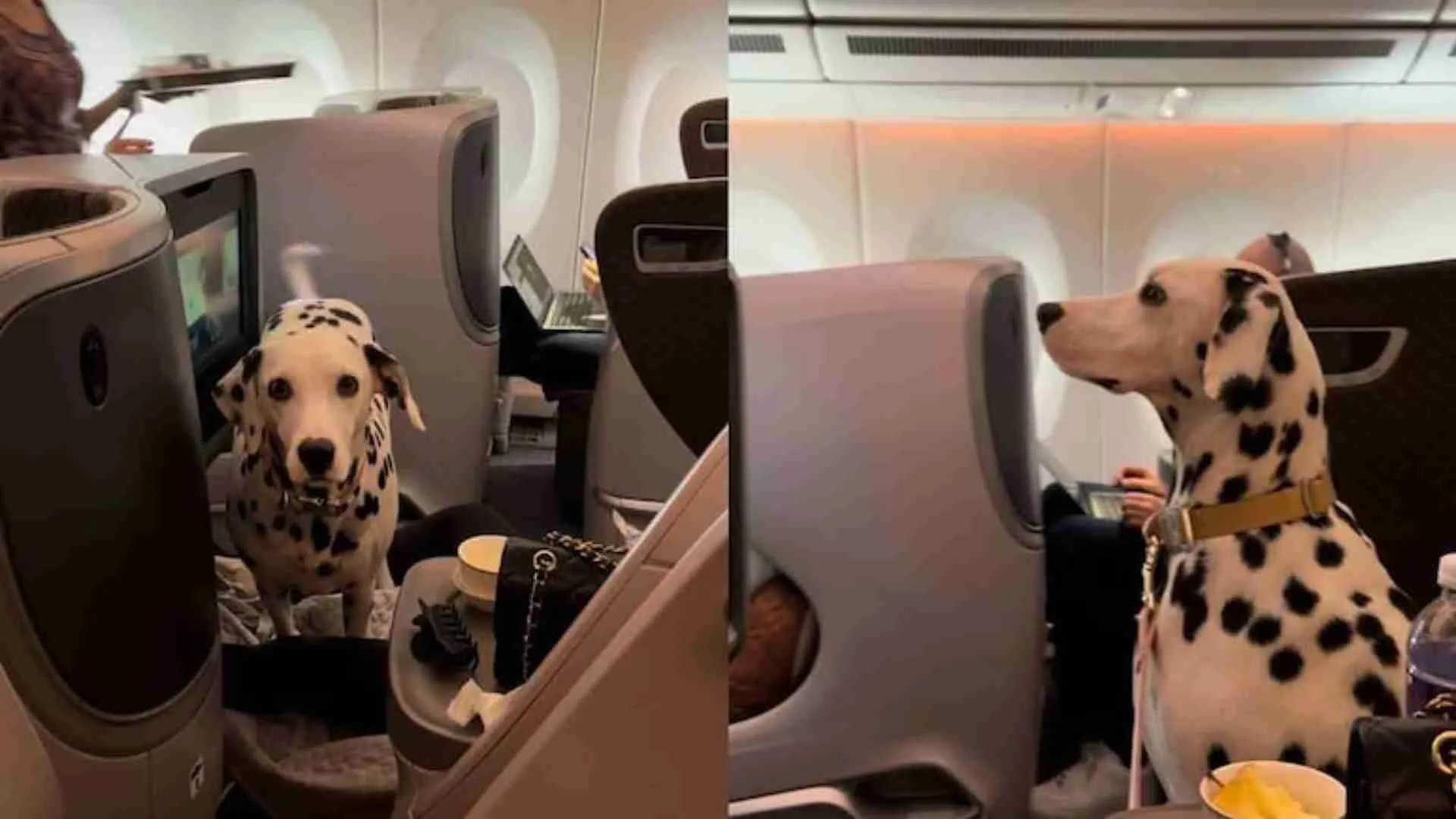 VIP Treatment!: Dalmatian Enjoys Business-Class Luxury On Flight | WATCH