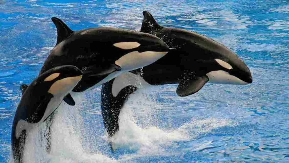 Why Are Orcas Hunting Great White Sharks? They Want Just One Part Of Them