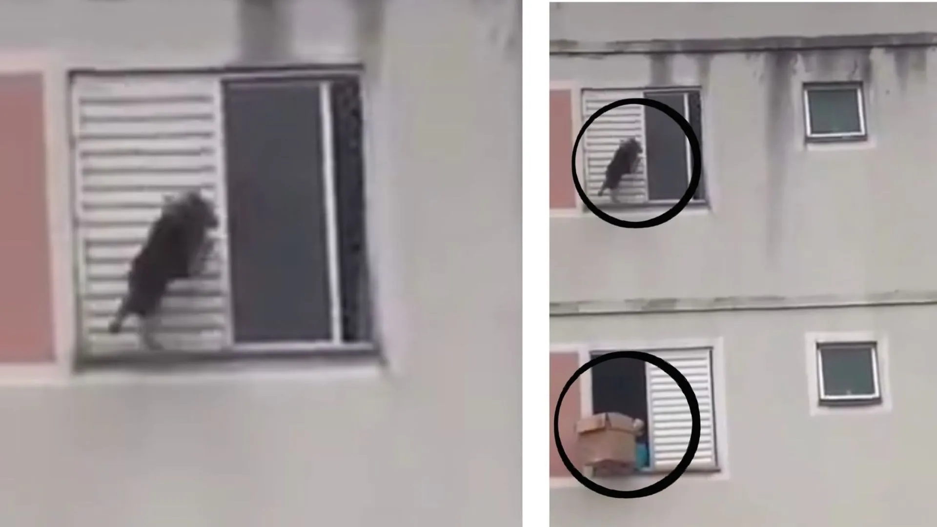 Woman Rescues Dog from Falling Using Cardboard Box: “Not All Heroes Wear Capes”