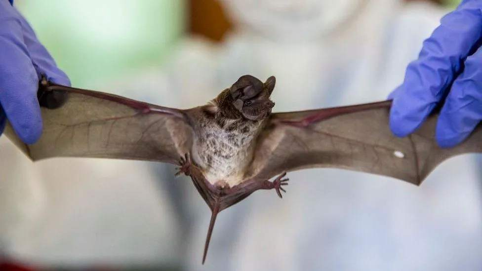 New Bat Virus HKU5-CoV-2: Could It Be the Next Pandemic?
