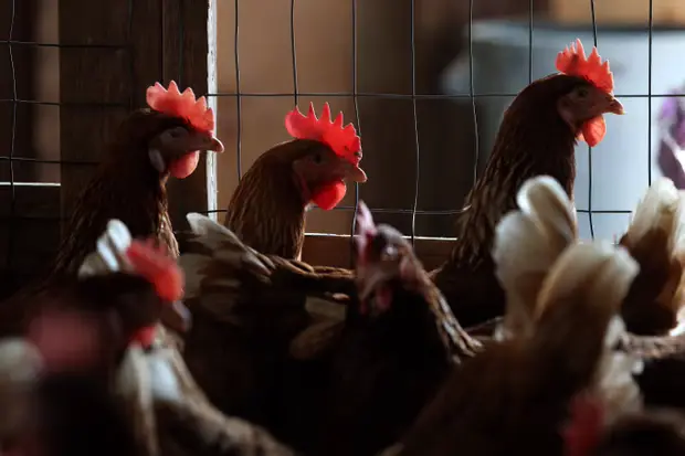 Bird Flu Hits US: 2 Hospitalized as H5N1 Spreads Concern